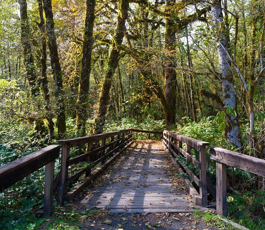 Maple Glade Rain Forest Trail